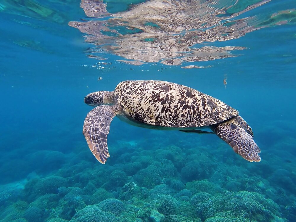 sea turtle.jpg